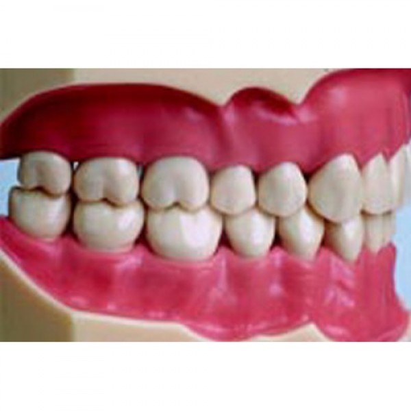 Modelo Universal 32 Dientes Encia Blanda